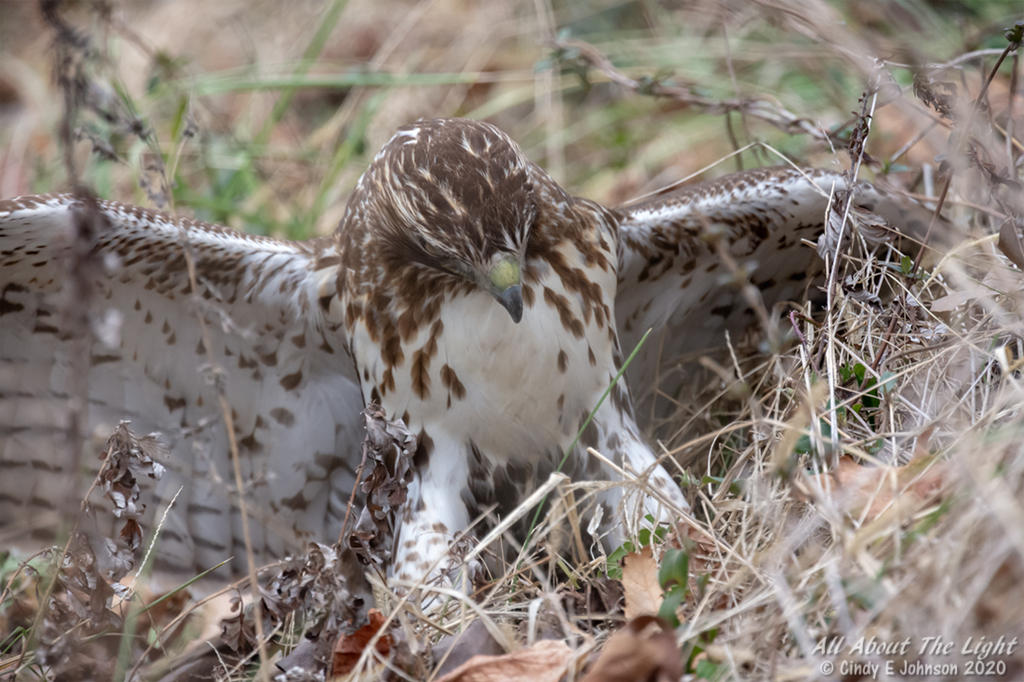 328483d1578792833-hark-2020-a-_dsc2805-low-res.jpg