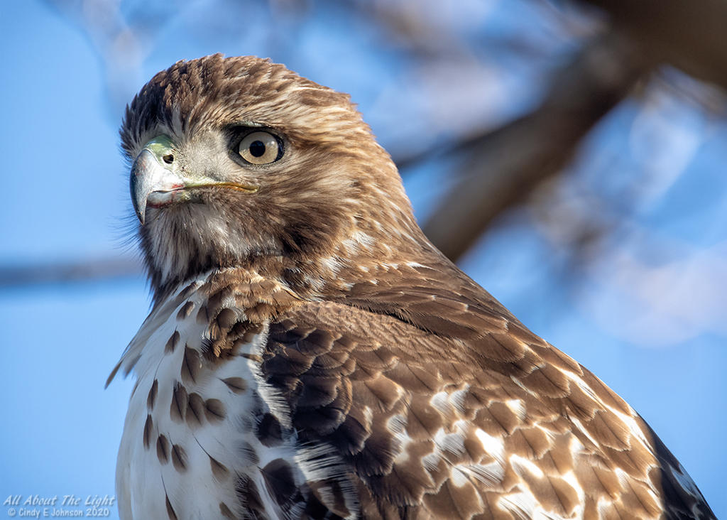 329972d1580440007-hark-2020-a-_dsc3638-low-res.jpg