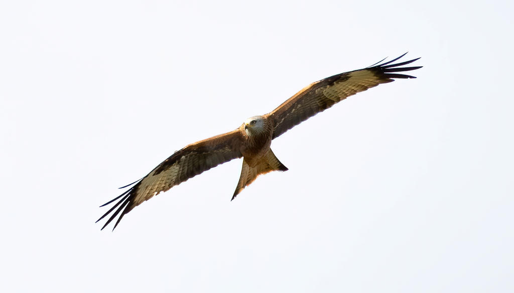 334212d1584956634-bif-d500-200-500-lens-kite.jpg