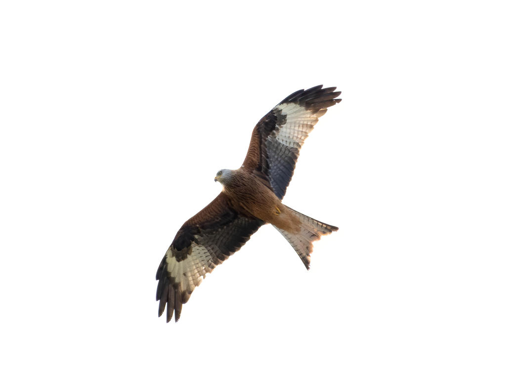 334213d1584956724-bif-d500-200-500-lens-kite1.jpg
