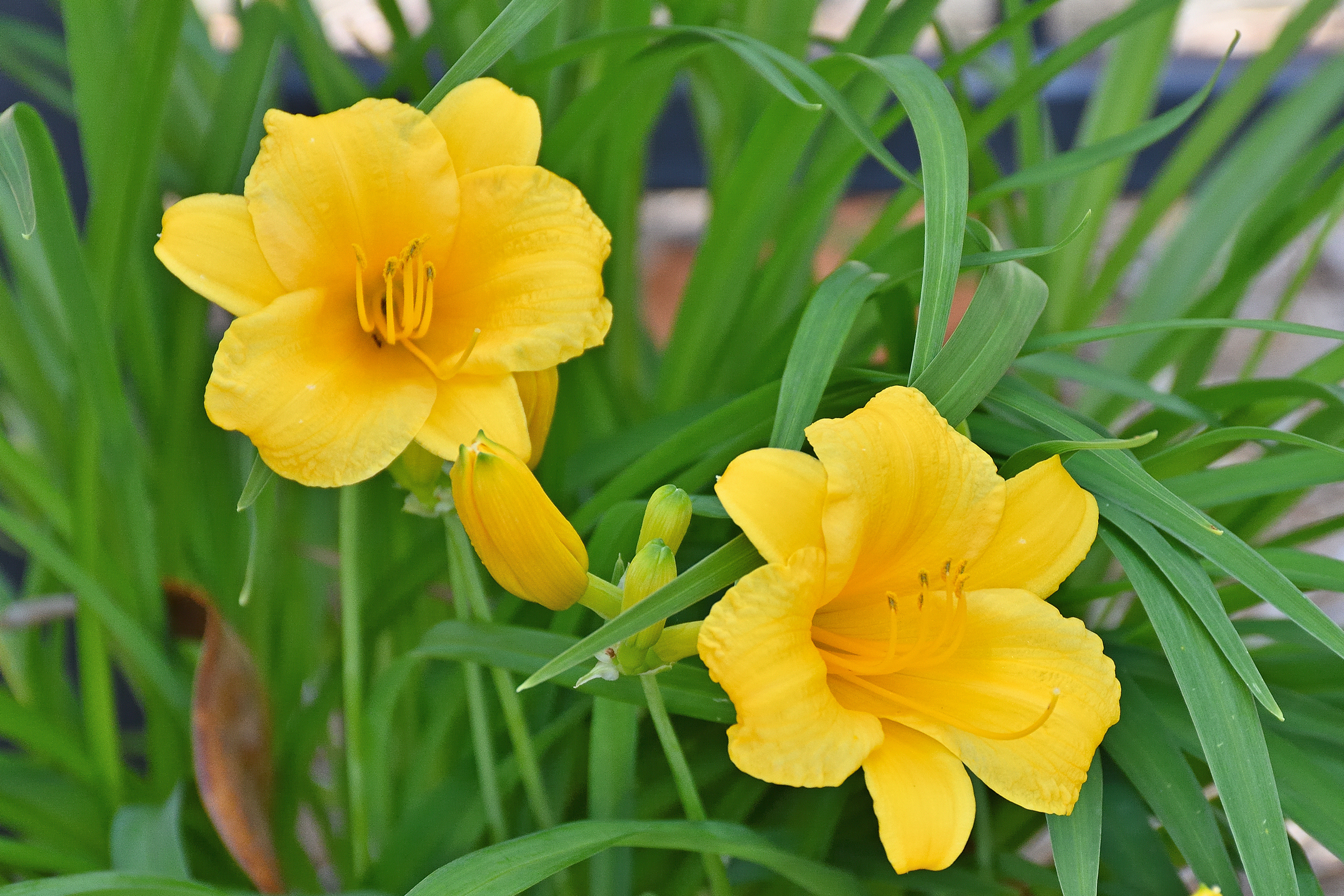 340_0004R_LSh_cr_sm.jpg