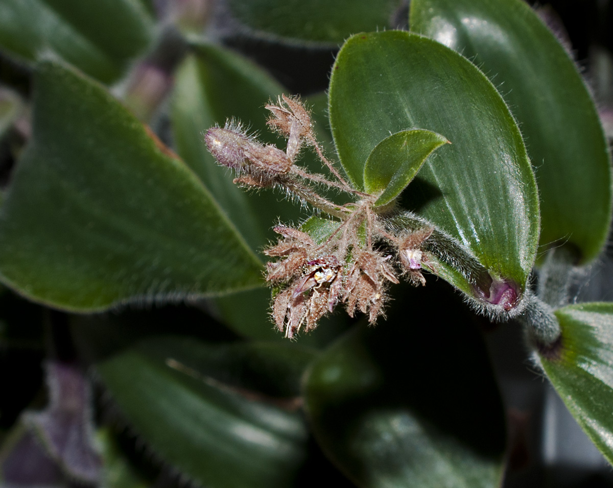35-105 macro.jpg