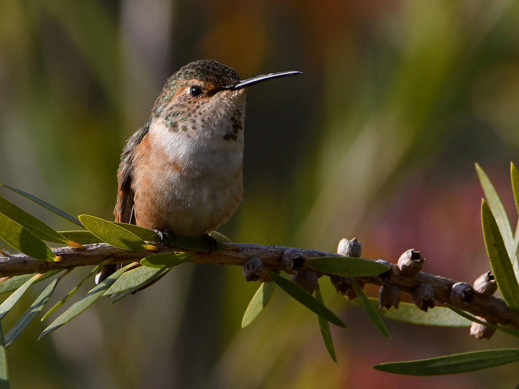 353719d1615662579-march-2021-monthly-assignment-bokeh-hummer4.jpg