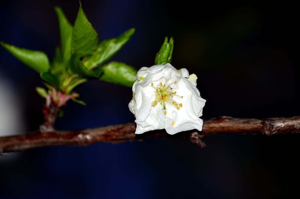 3rd Mar 2014 048.JPG
