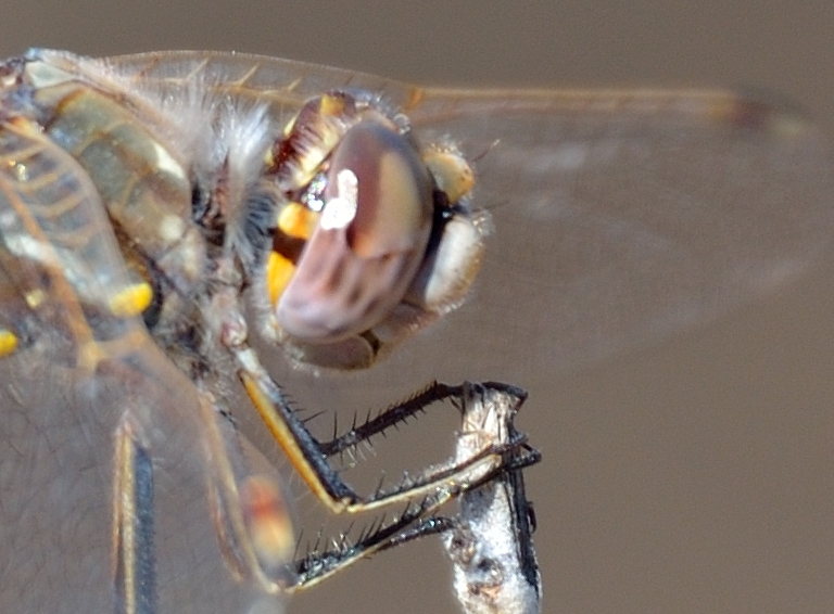 3rd Oct 2015 096_01.JPG