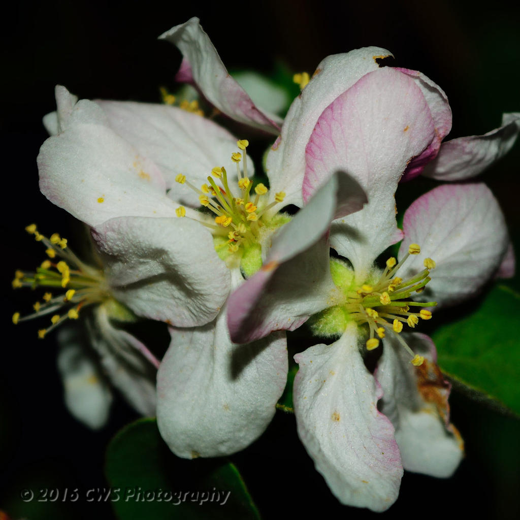 4-23-16-cr_DSC_3630.jpg