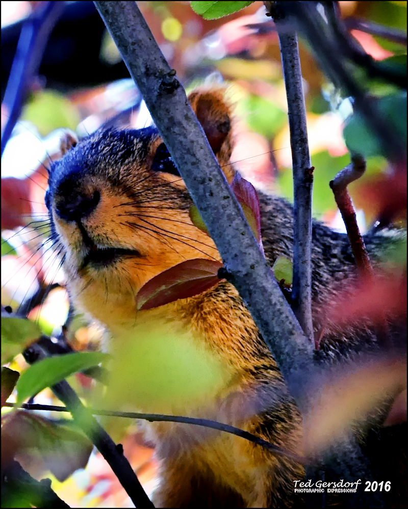 4-24-16 Squirrel   1.jpg