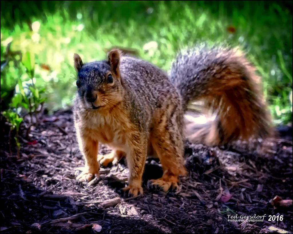 4-24-16 Squirrel   2.jpg