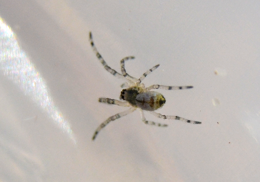 4 day old spiderling.jpg