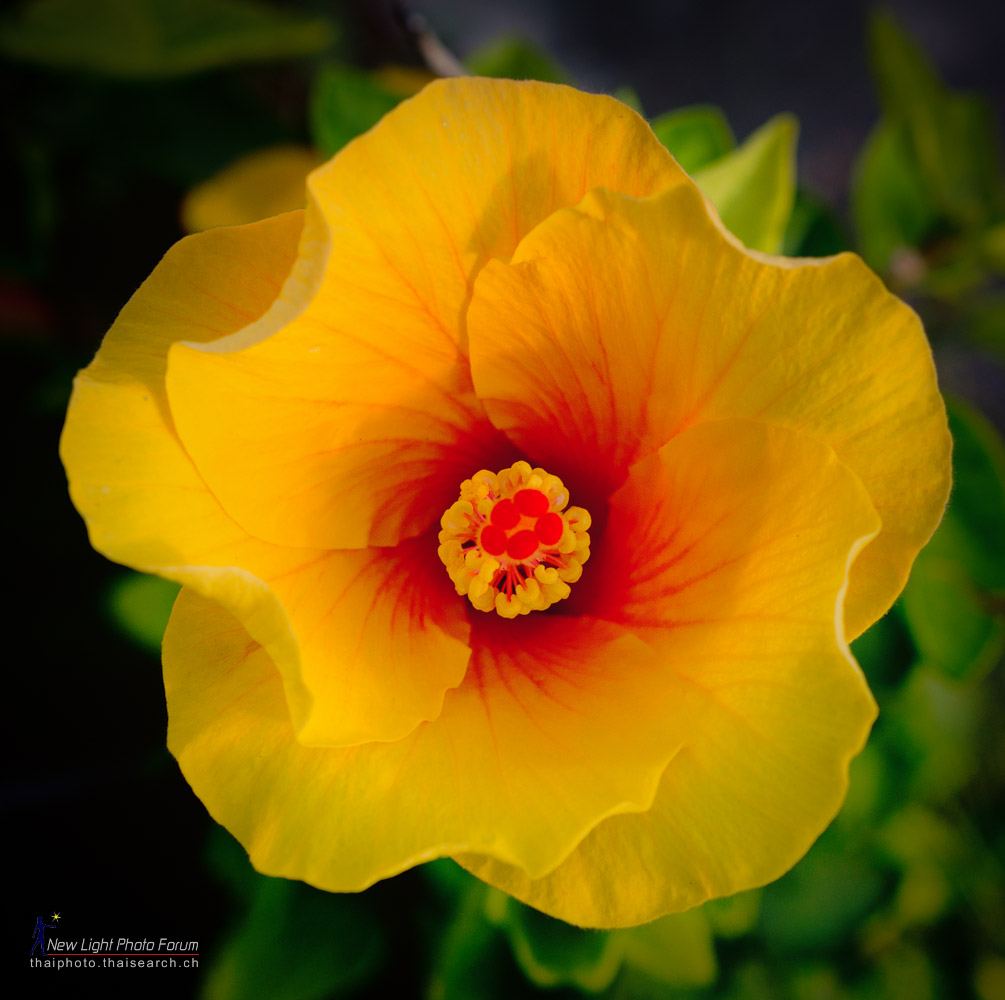 40flower-2.jpg
