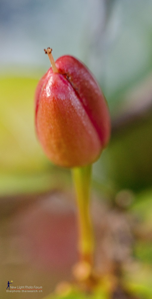 40flower-3.jpg