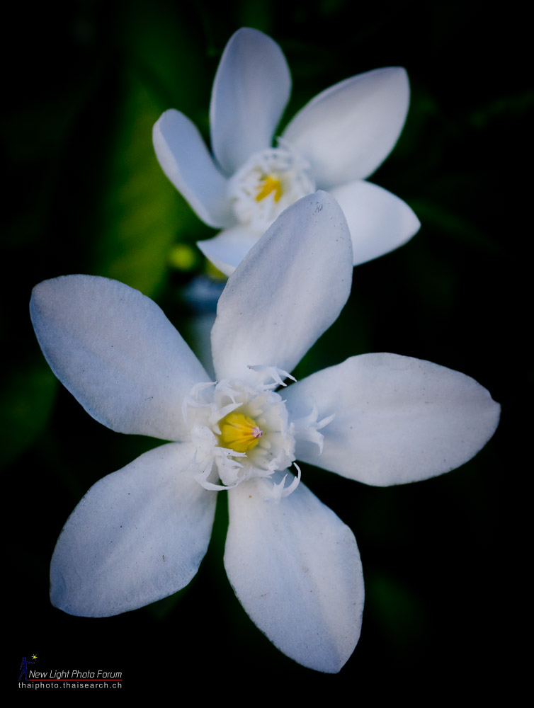 40flower.jpg