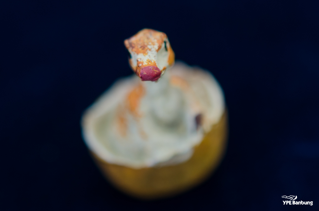 40mm-close-up-ype-8.jpg
