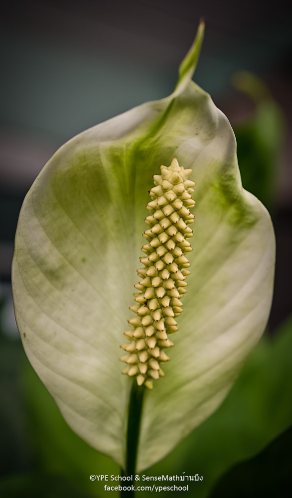 40mm2-1.jpg
