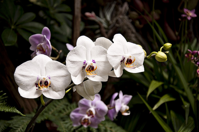 White Orchids