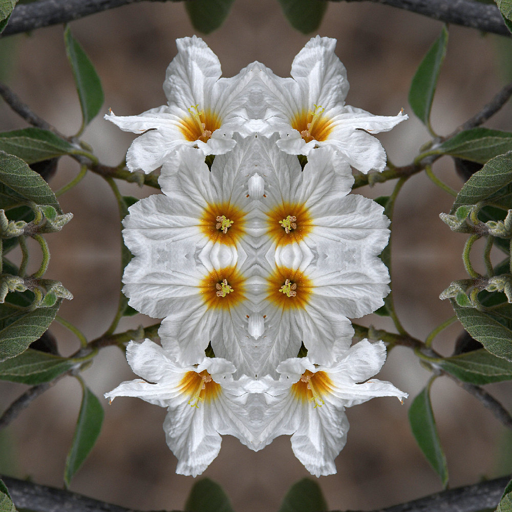 4Flower2Small.jpg