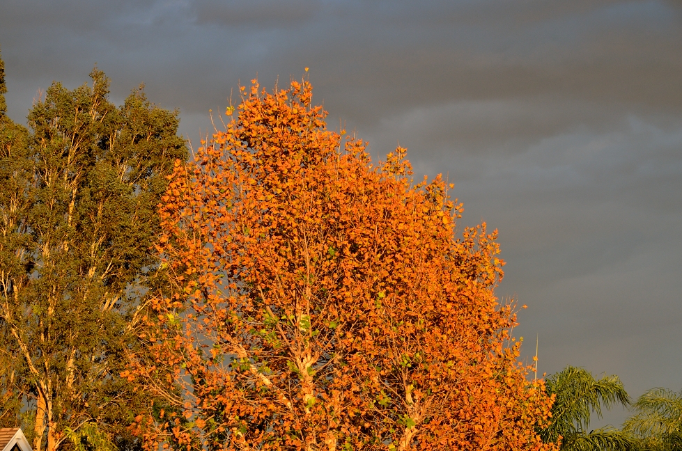 4th Nov 2015 007.JPG