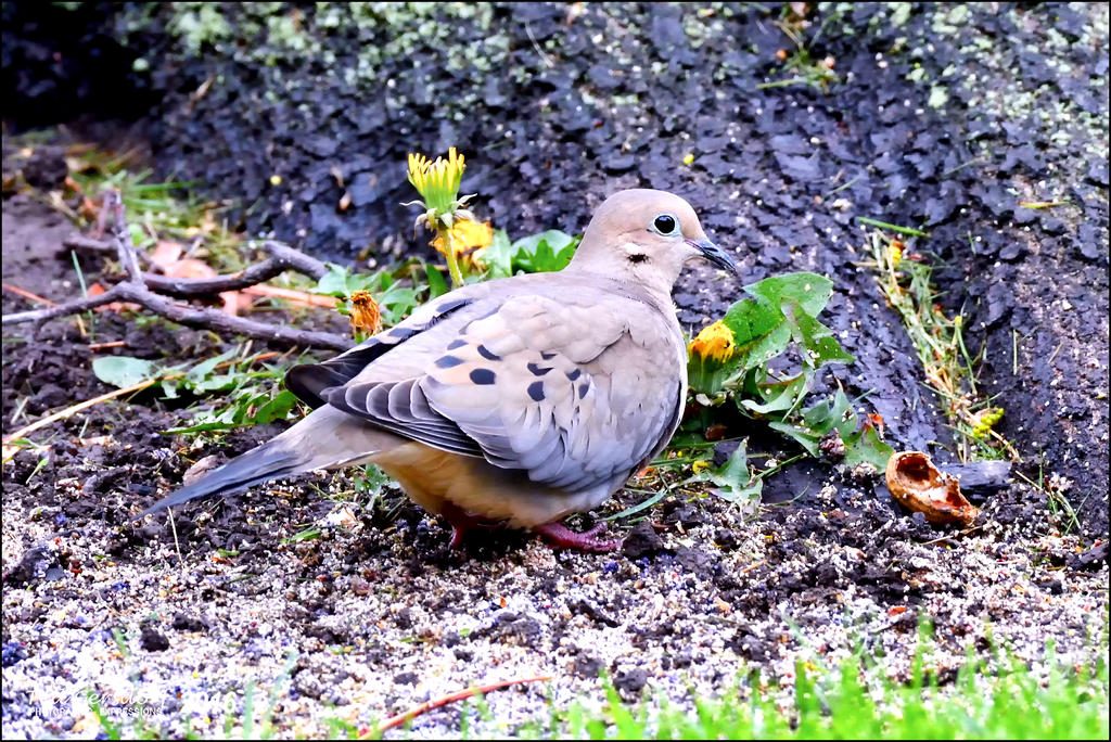 5-1-16   Heather Dove   2.jpg