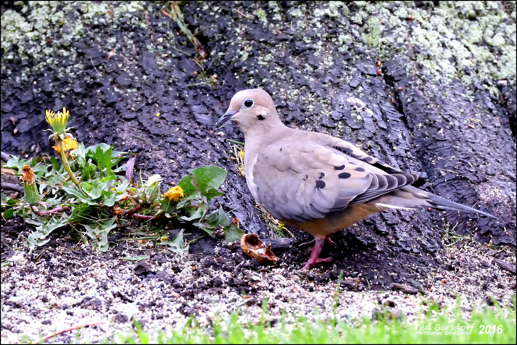 5-1-16   Heather Dove   4.jpg