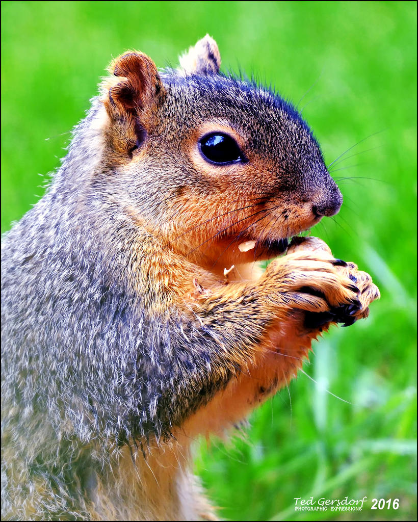 5-1-16   Heather Squirrel   2.jpg