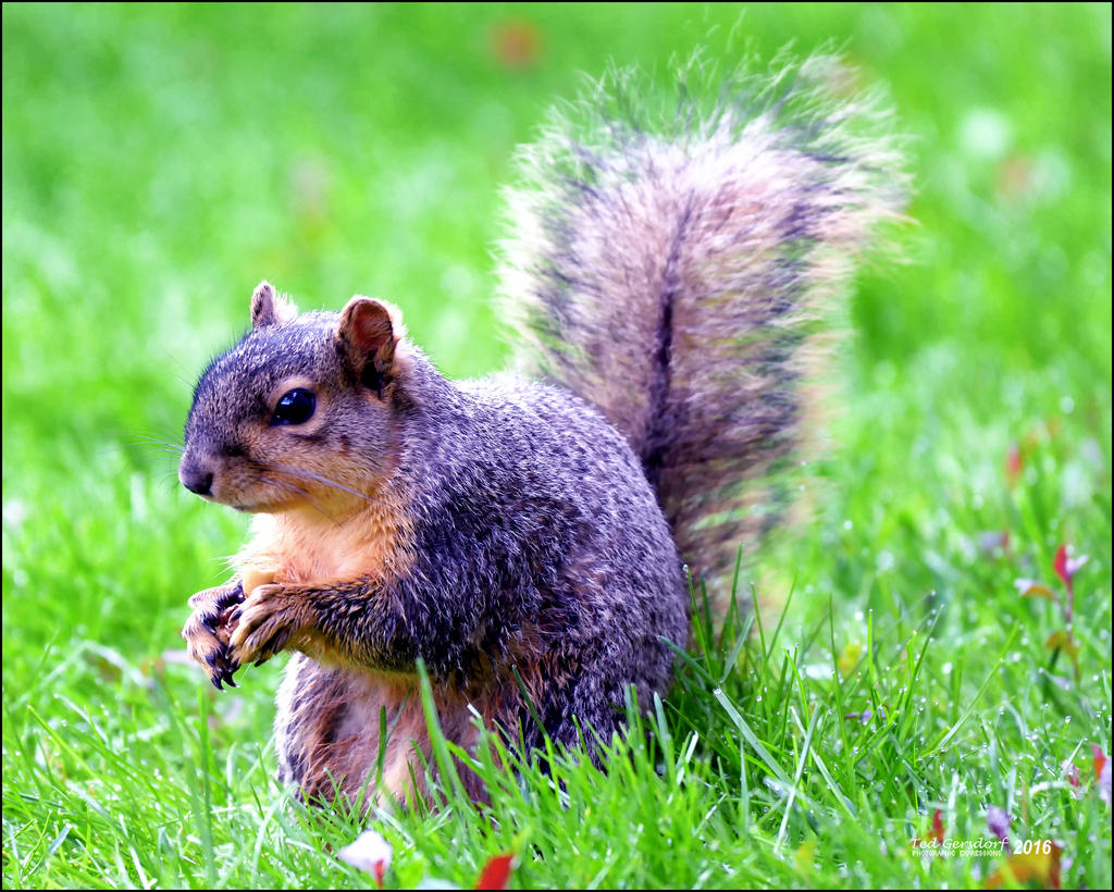 5-1-16   Heather Squirrel   3.jpg