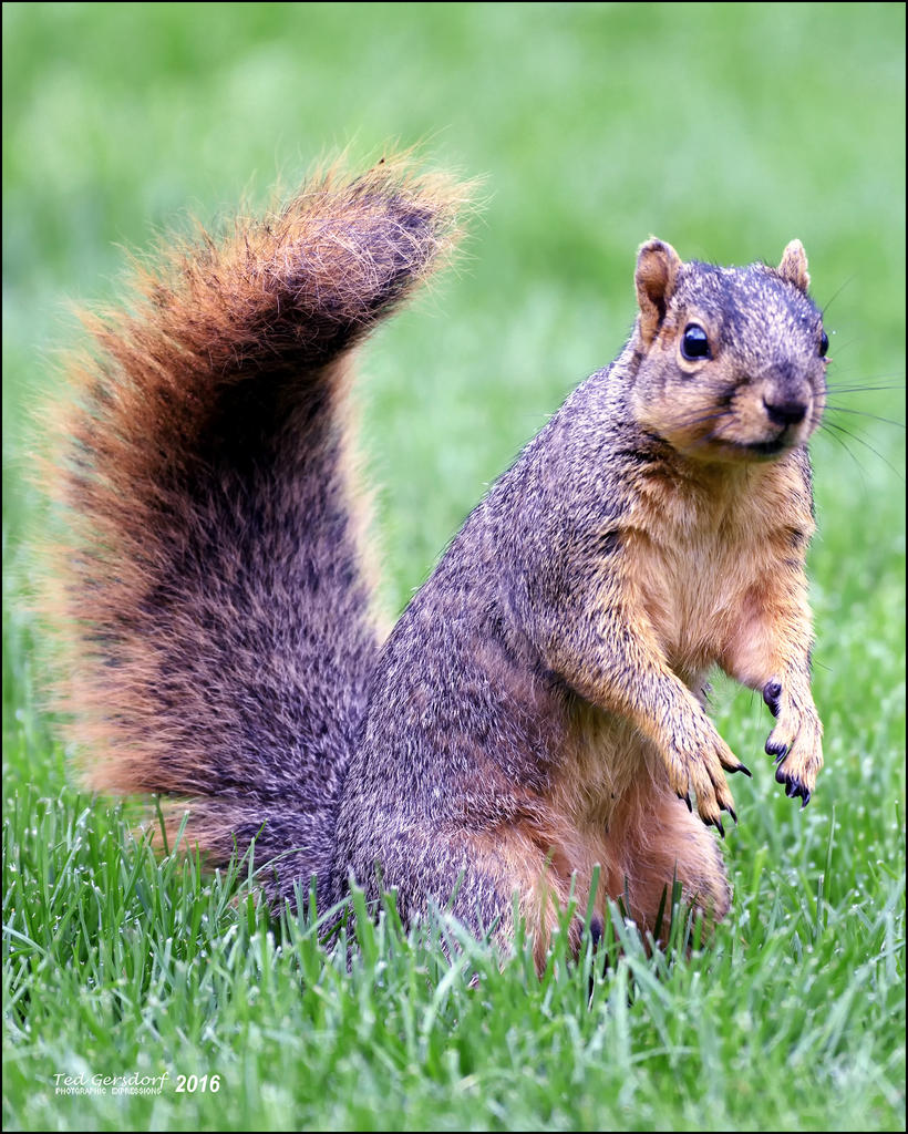 5-1-16   Heather Squirrel   4.jpg
