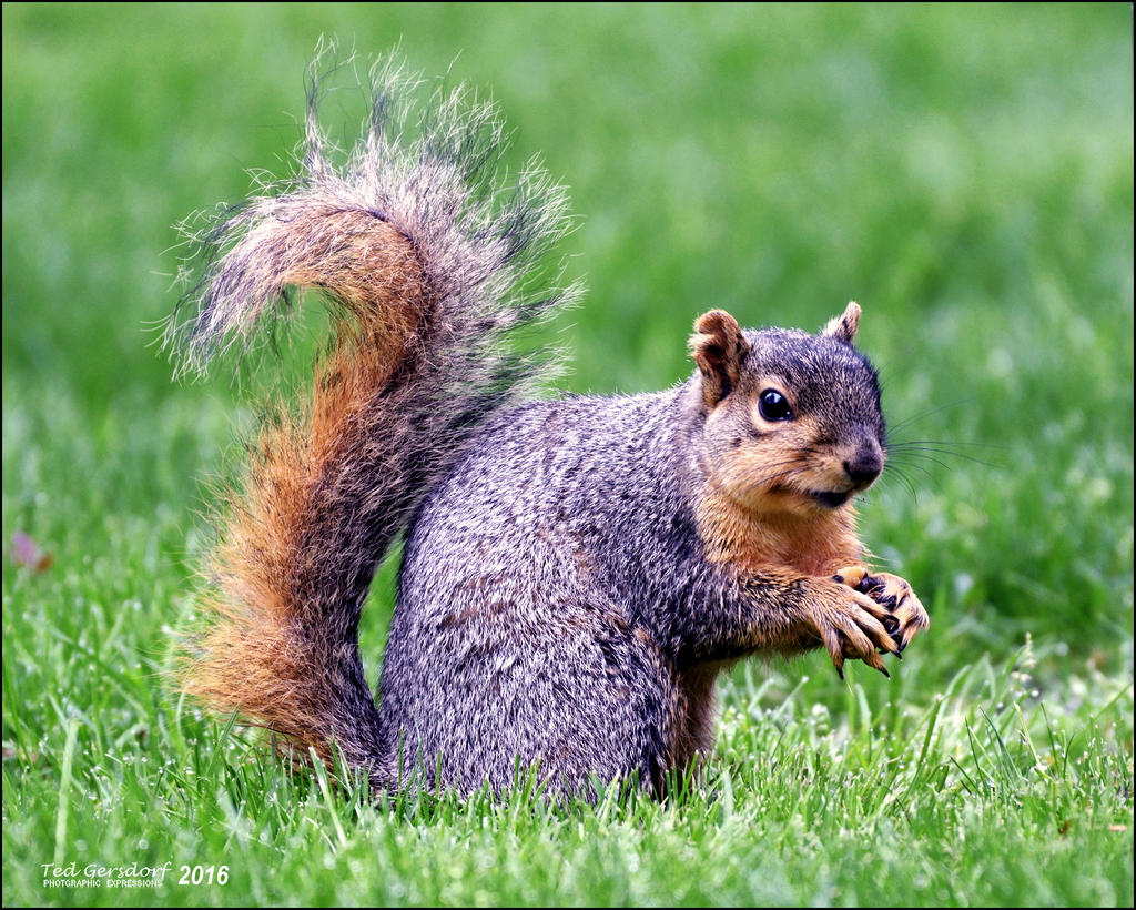 5-1-16   Heather Squirrel   5.jpg