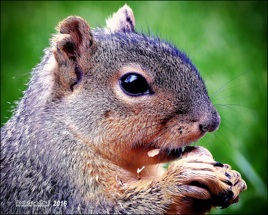 5-1-16   Heather Squirrel   6.jpg