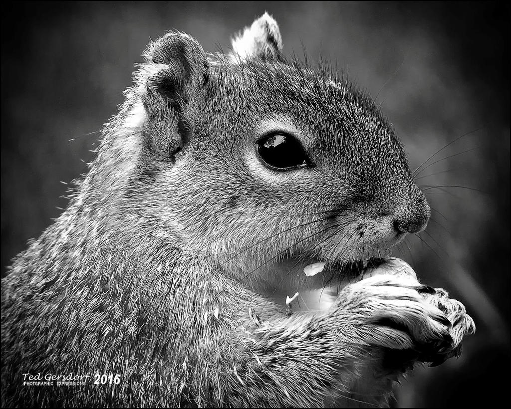 5-1-16   Heather Squirrel   6BW.jpg