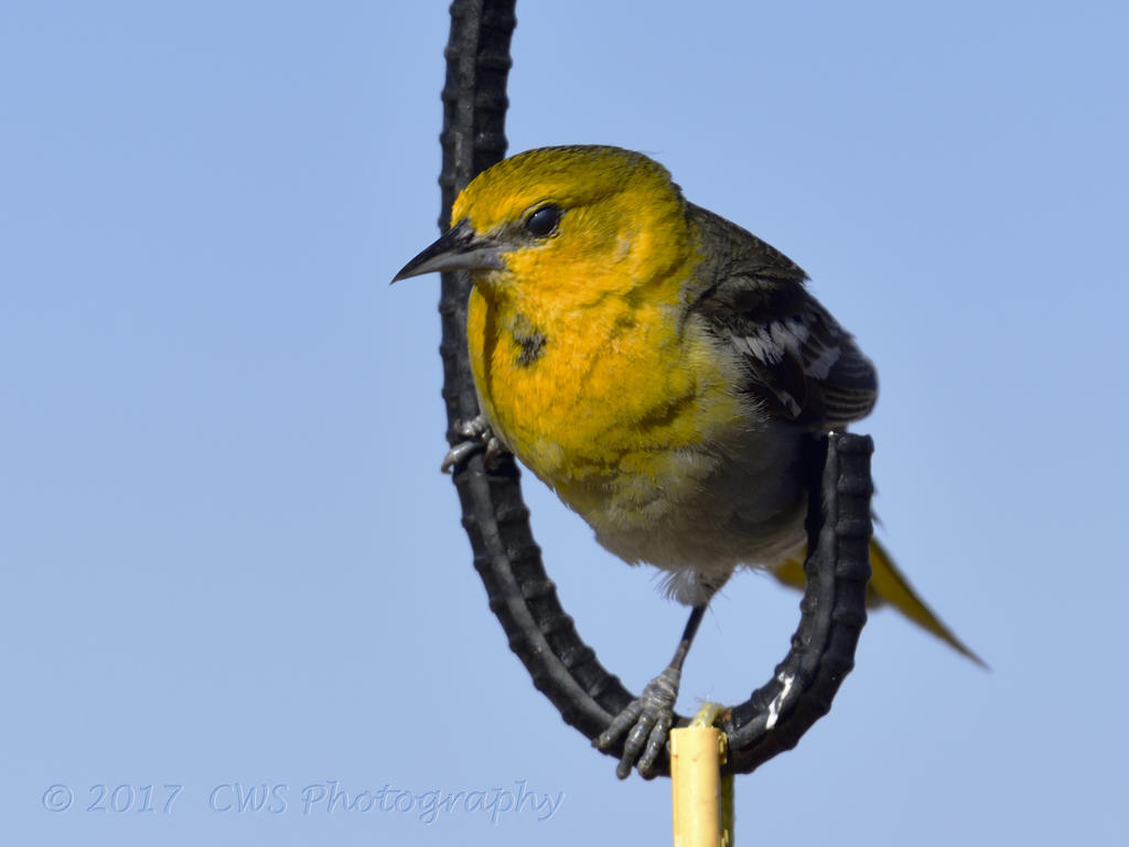 5-19-17-cr-bullock_oriole__7500101.jpg