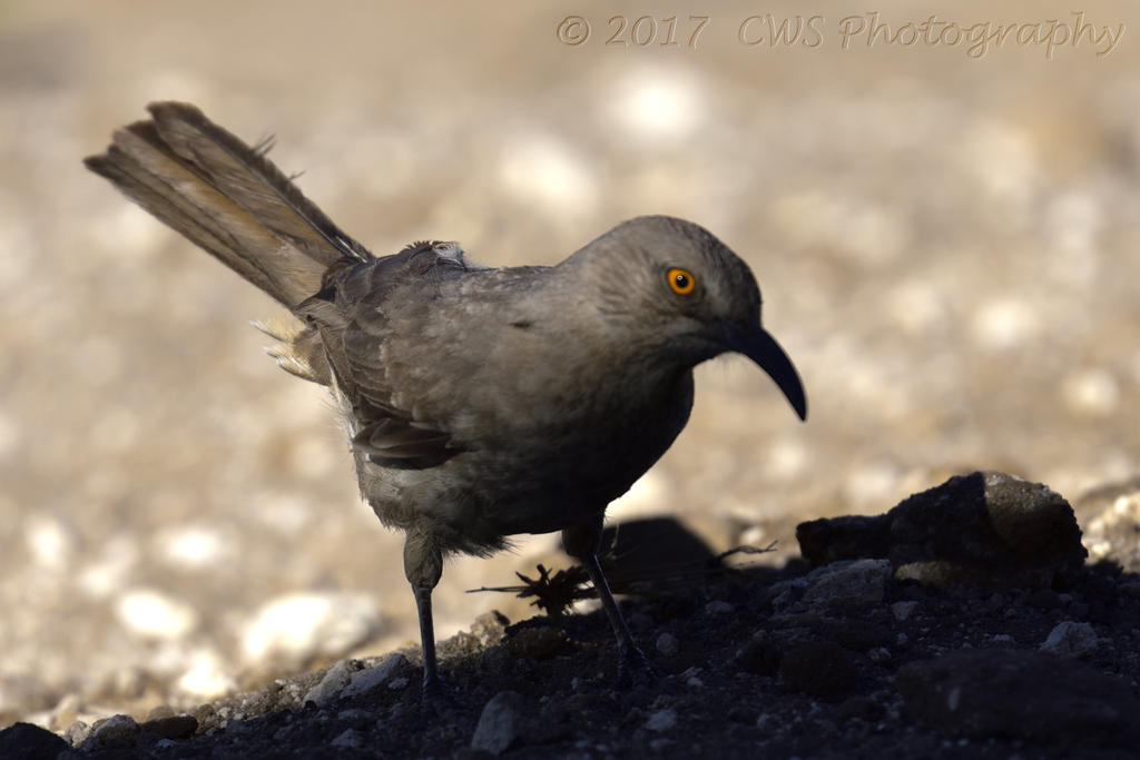 5-19-17-cr-curved-billed_thrasher__7500109.jpg