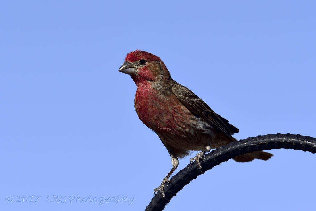5-19-17-cr-house_finch__7500089.jpg