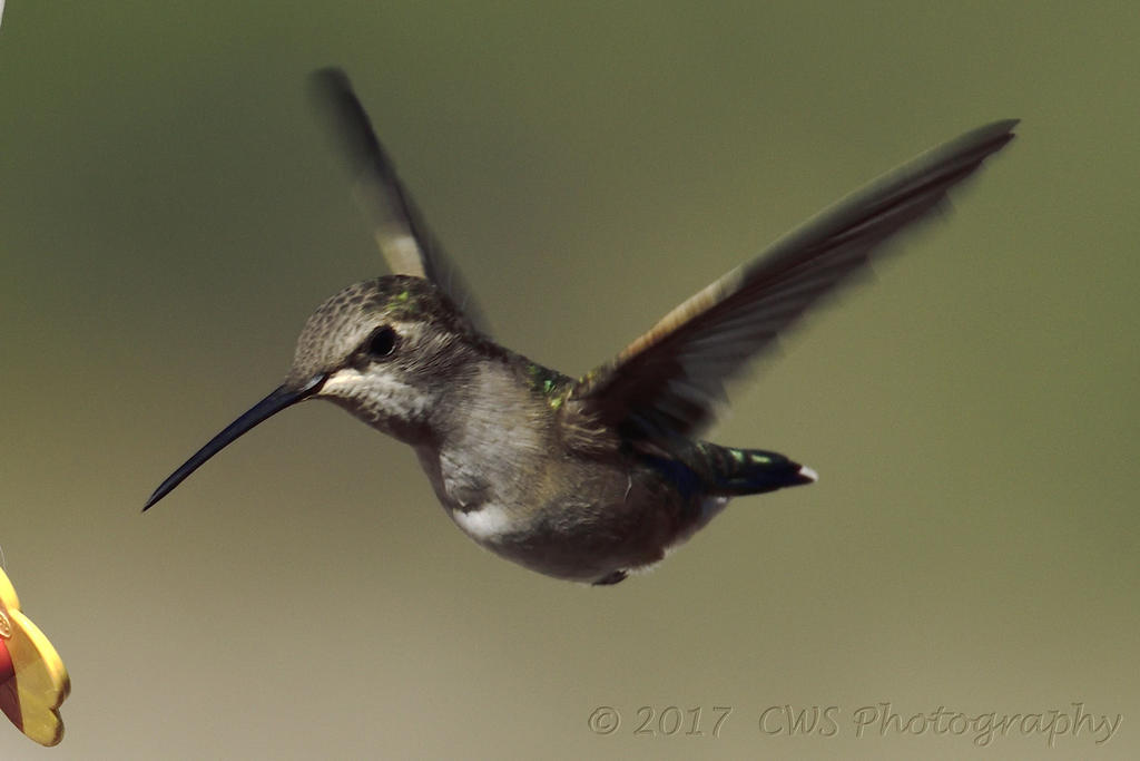 5-19-17-cr-hummer__7500091.jpg