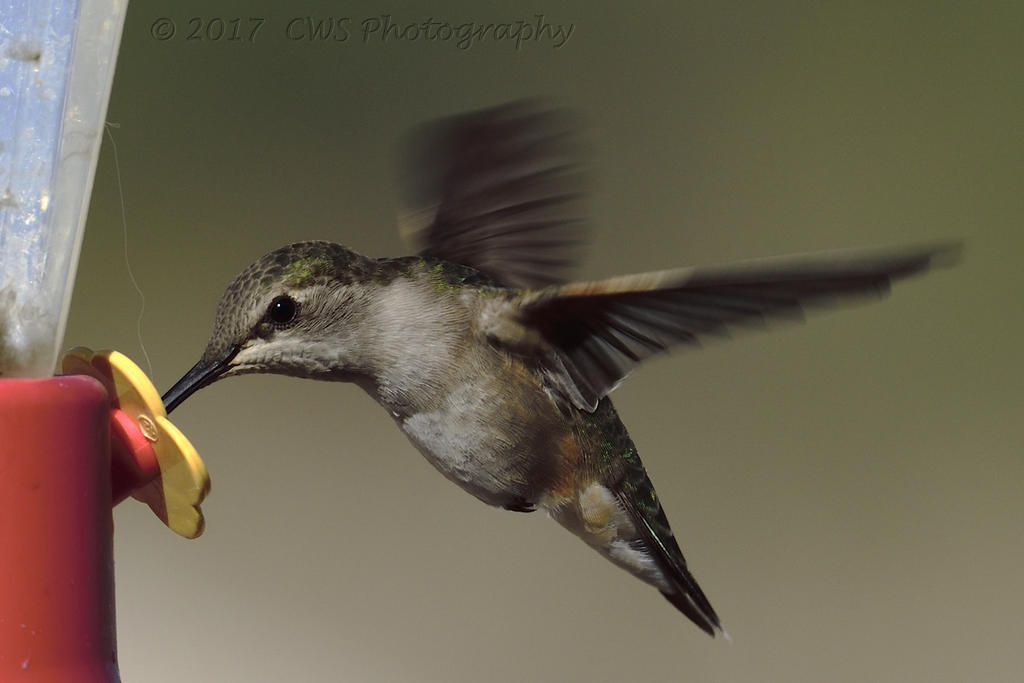 5-19-17-cr-hummer__7500097.jpg