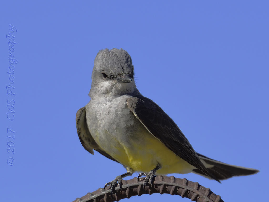 5-19-17-cr-western_kingbird__7500104.jpg