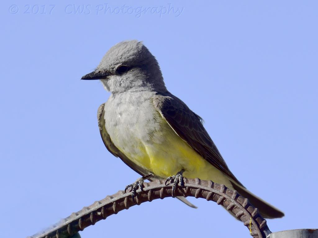5-19-17-cr-western_kingbird__7500106.jpg