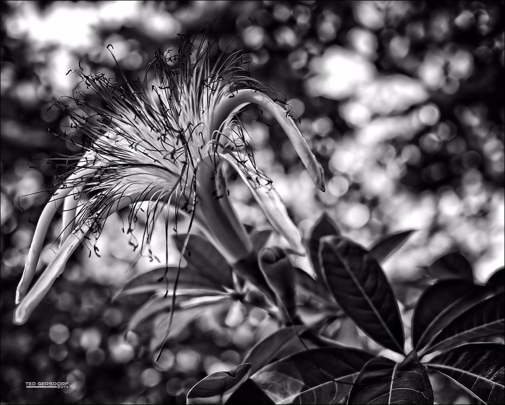 5.5  Fall Bloom.jpg
