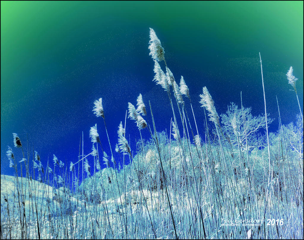 5-6-16 Penninsula IR    12.1sm.jpg