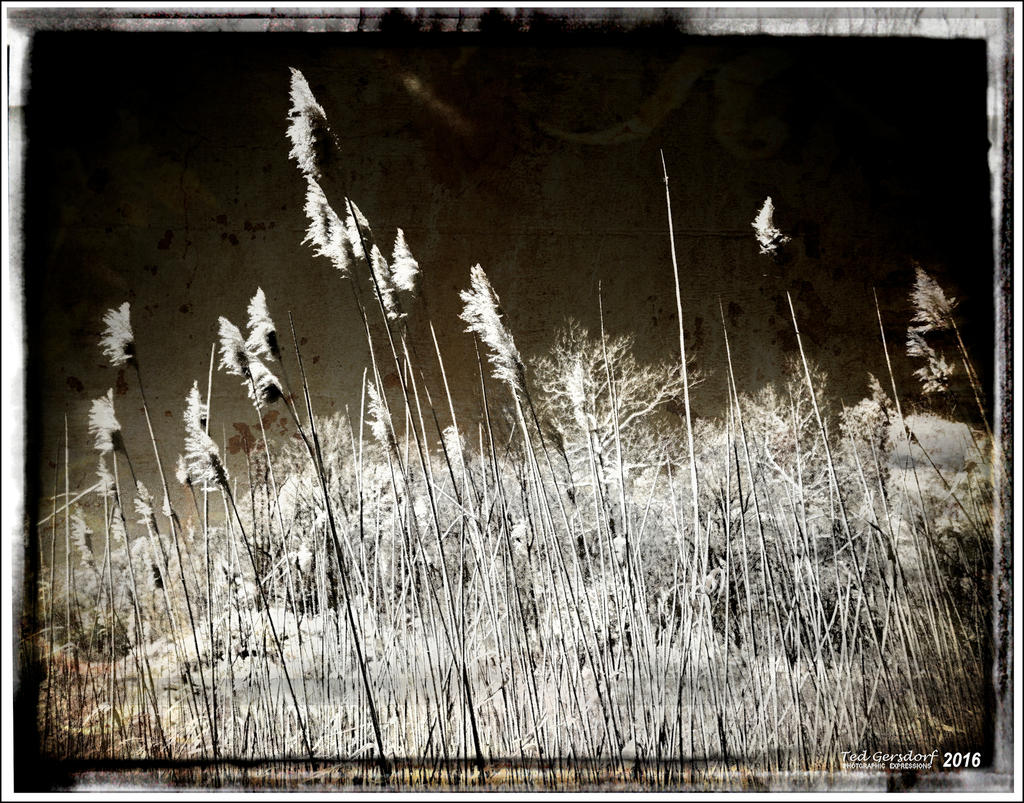 5-6-16 Penninsula IR    12.3sm.jpg