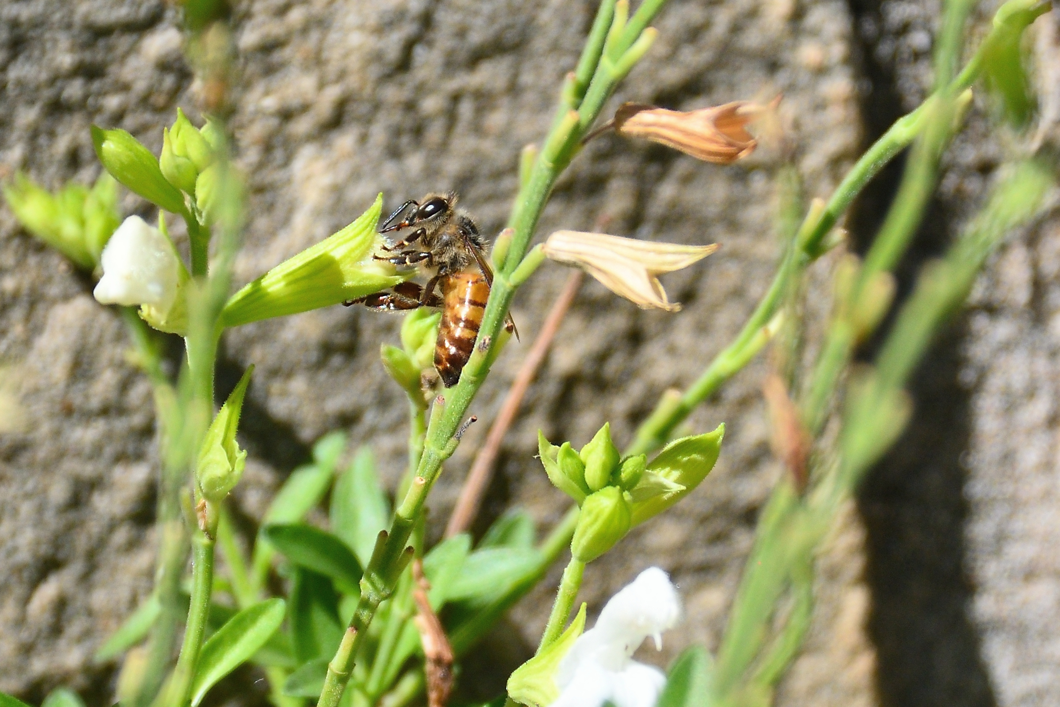 500_0028R_NSh_cr.jpg