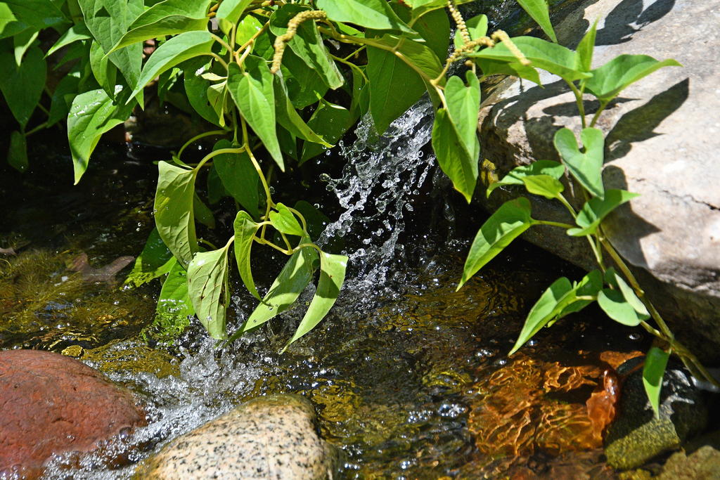 500_0050_LSh_cr_sm.jpg