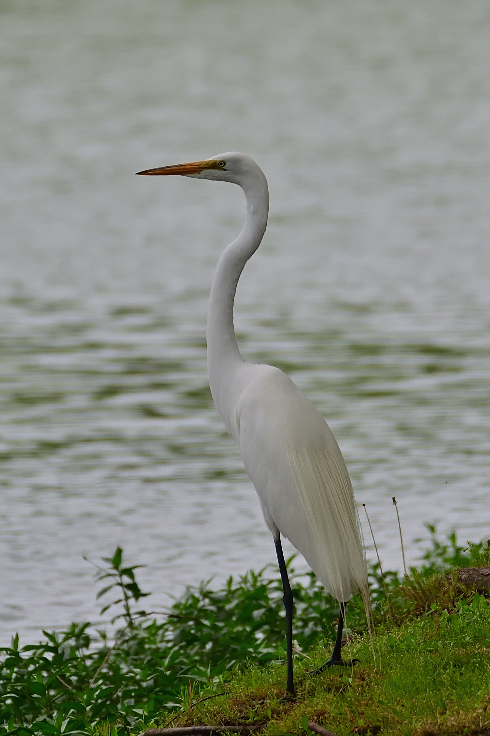 500_0057R_cr.jpg