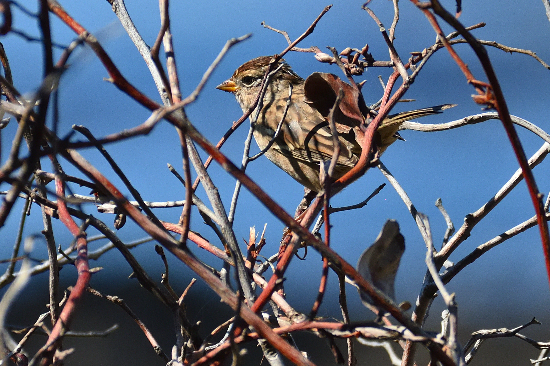 500_0087R_cr.jpg