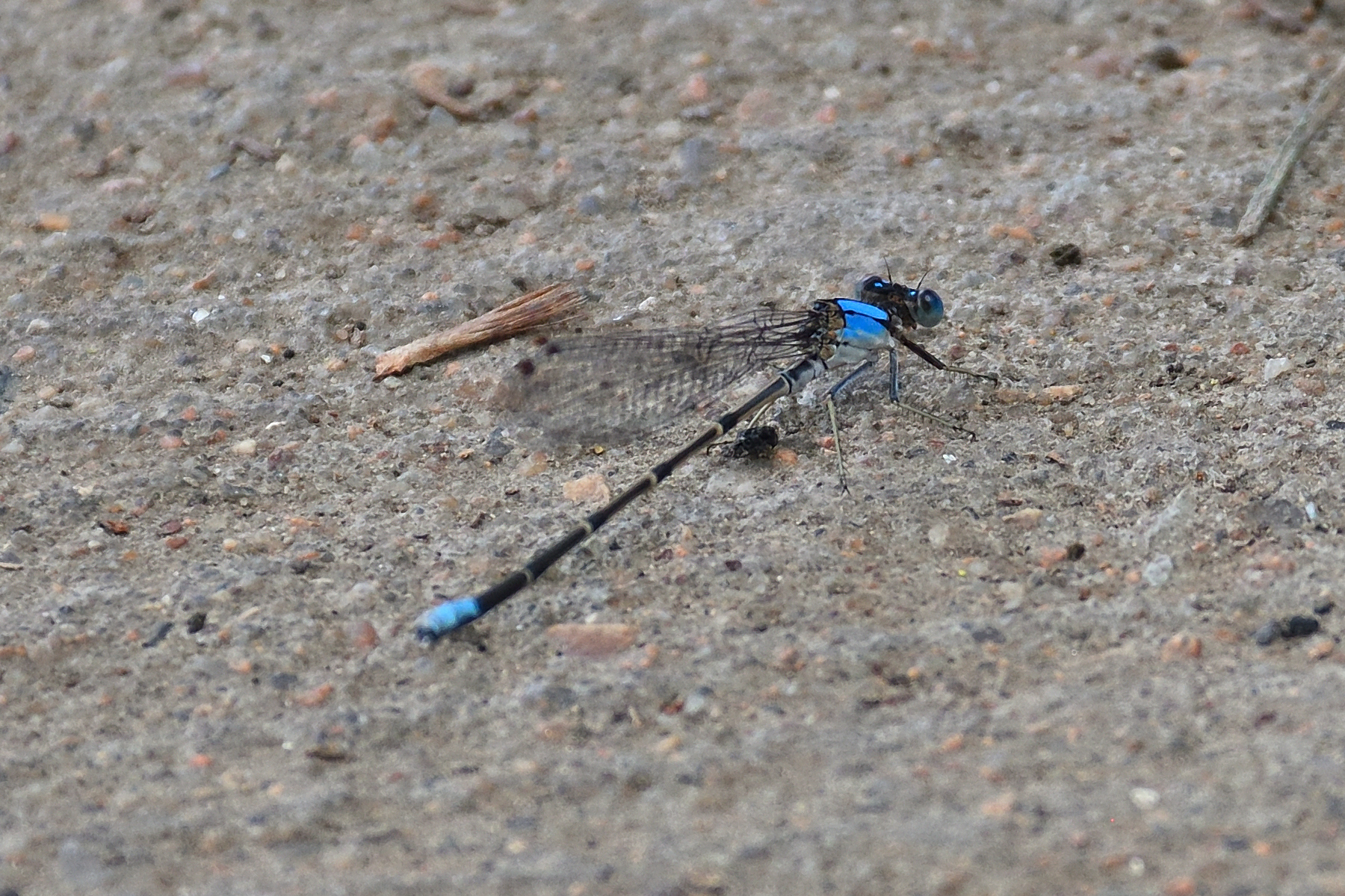500_0097R_ShN_cr.jpg