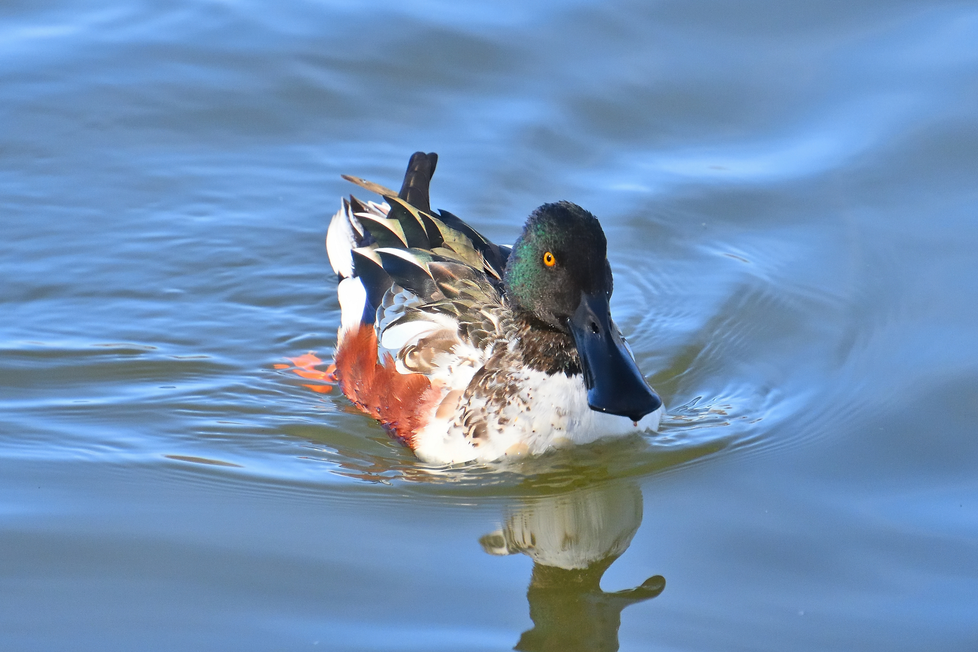 500_0107R_NSh_cr_sm.jpg