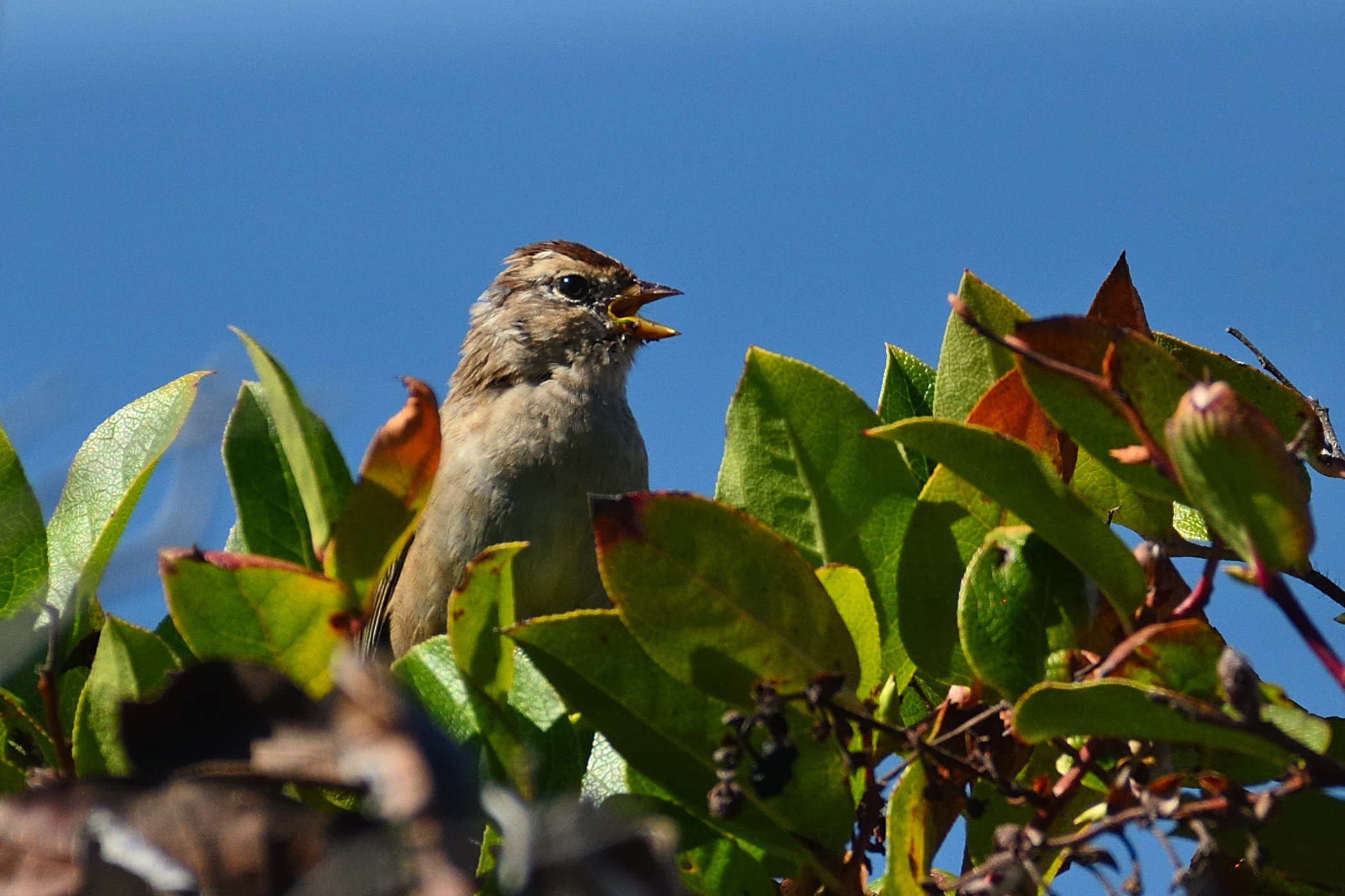 500_0125R_cr.jpg