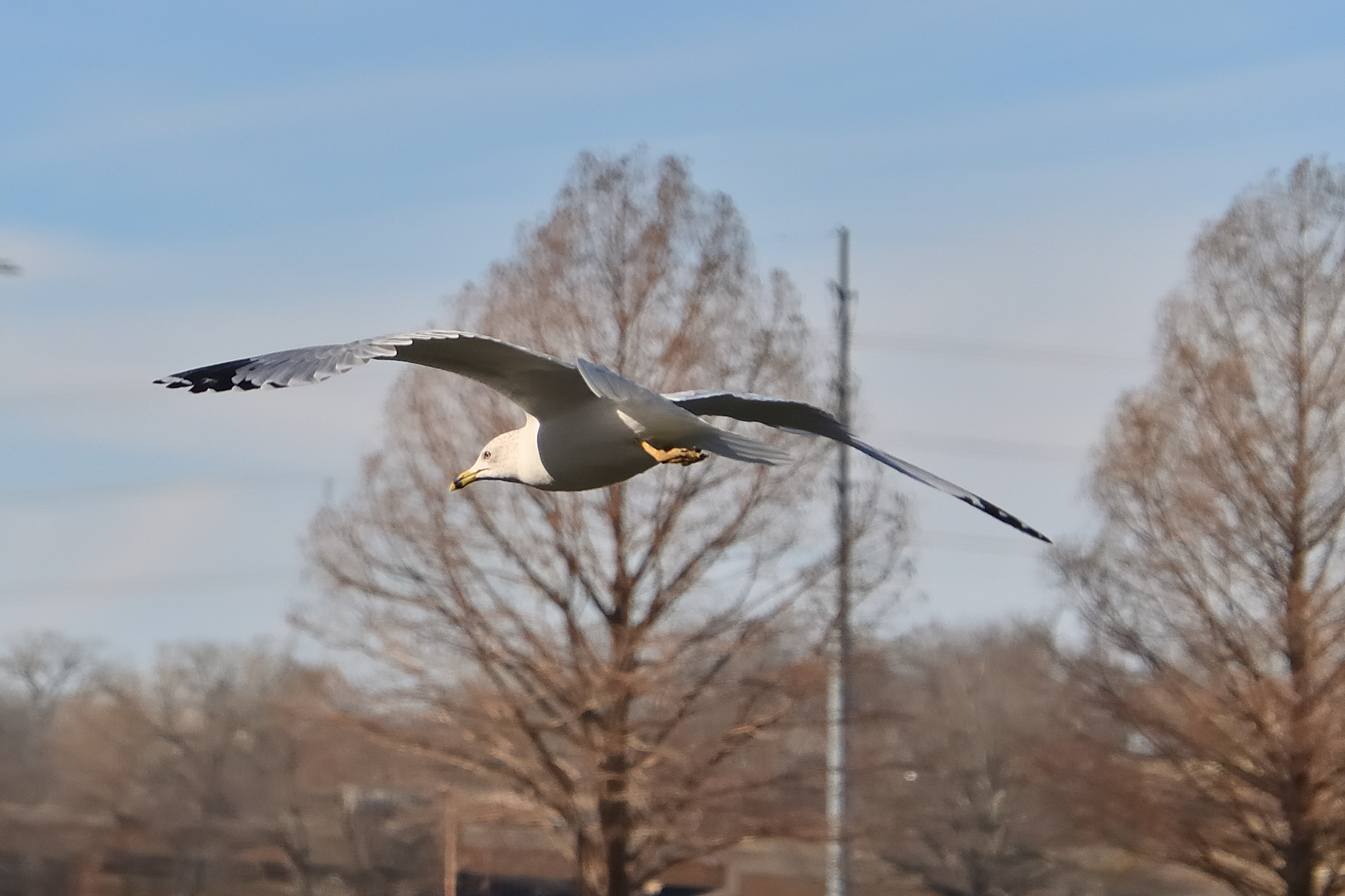 500_0128R_ShSt_cr.jpg