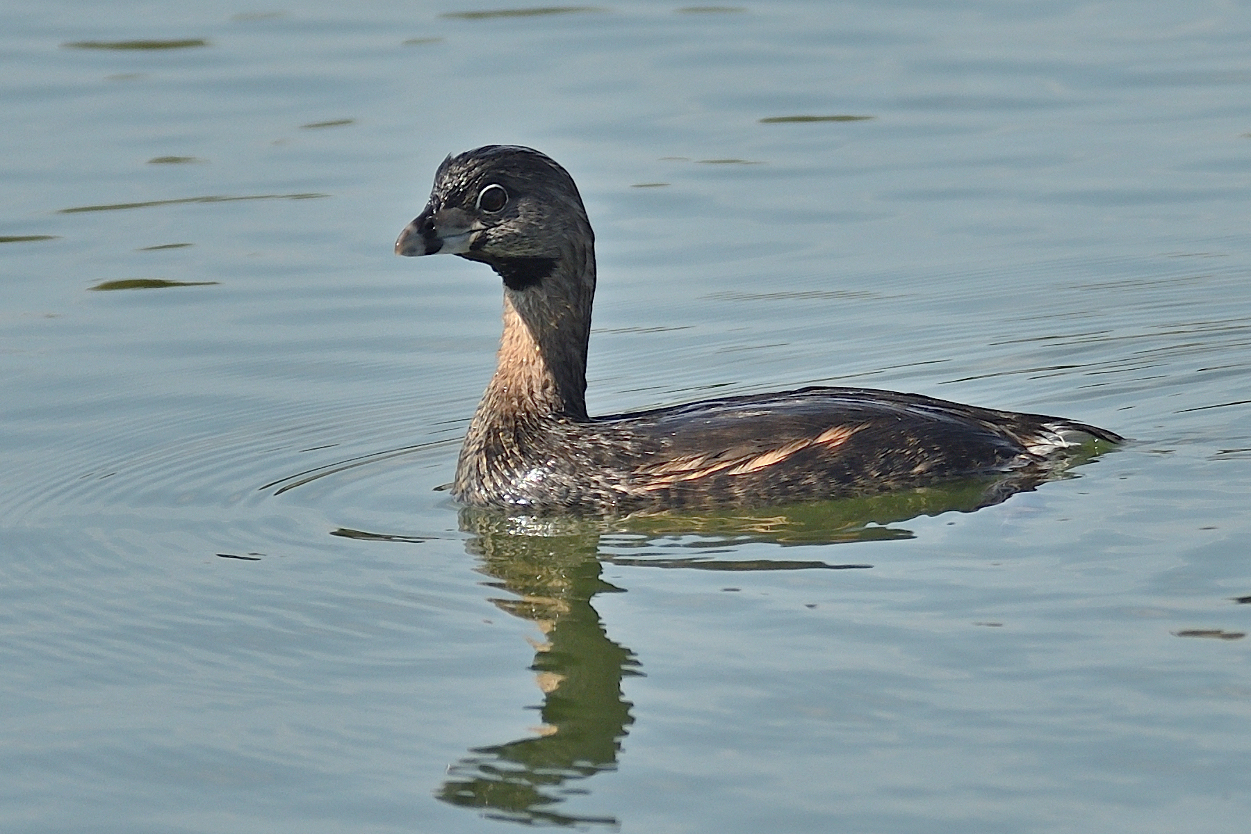 500_0196R_LC_cr.jpg