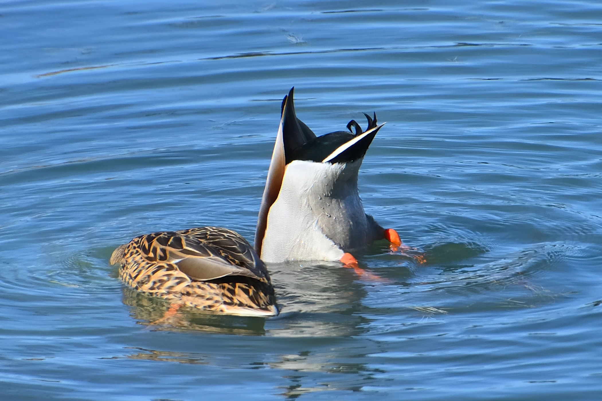 500_0246R_cr.jpg