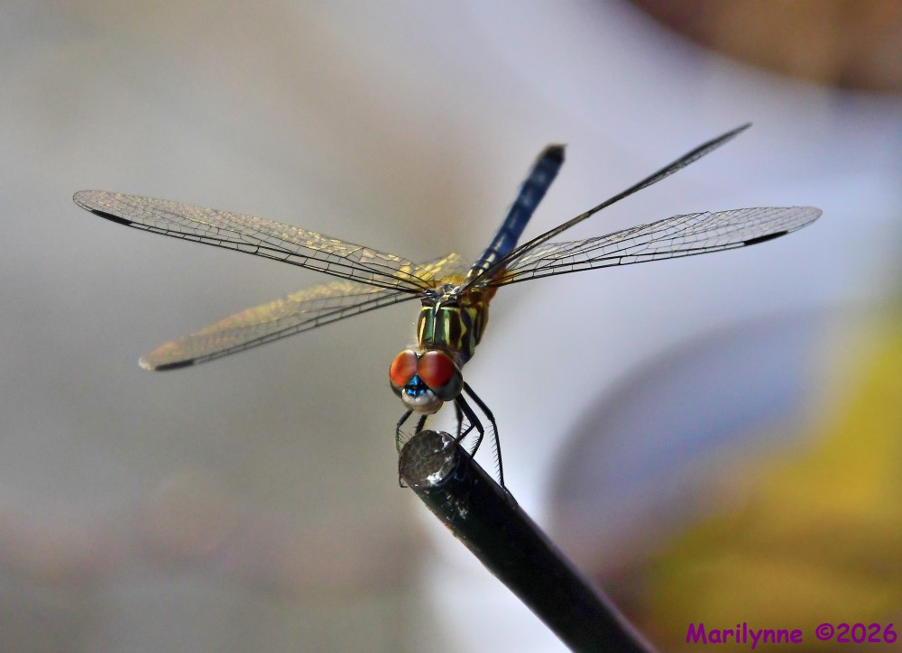 500_2709_001-jpg.428679